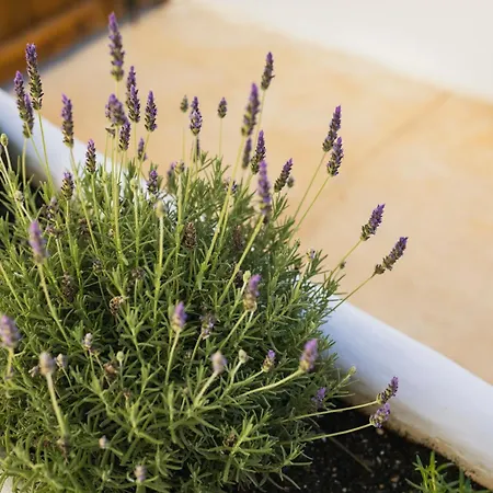 Vacanca Aparthotel Denia